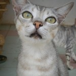 1599 Rescued kittens receive medical treatment