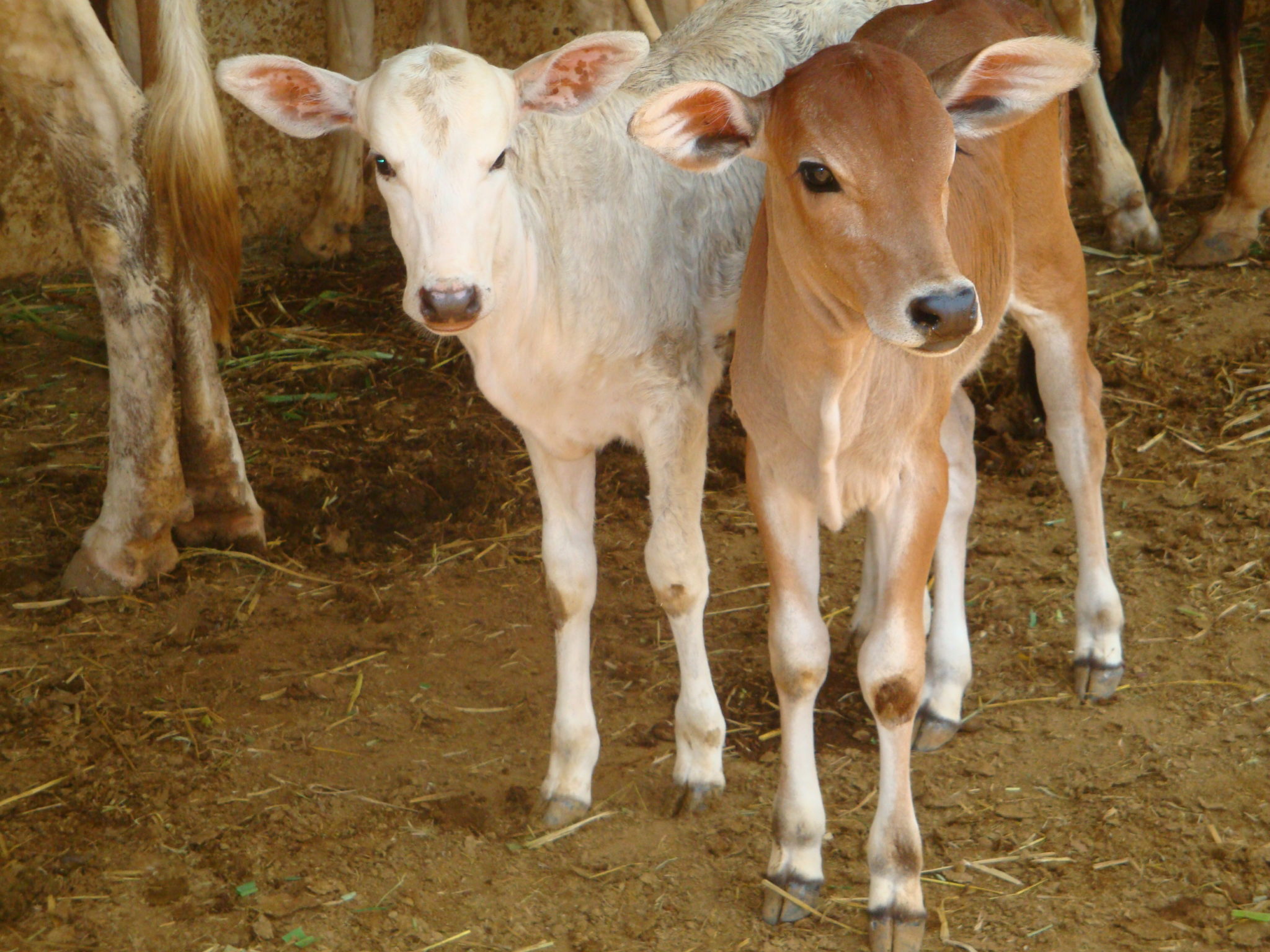 Organic Farming & Love For Indian Cattle | Karuna Society for Animals