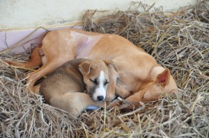 DSC_0283-300x199 Some rescues become permanent residents