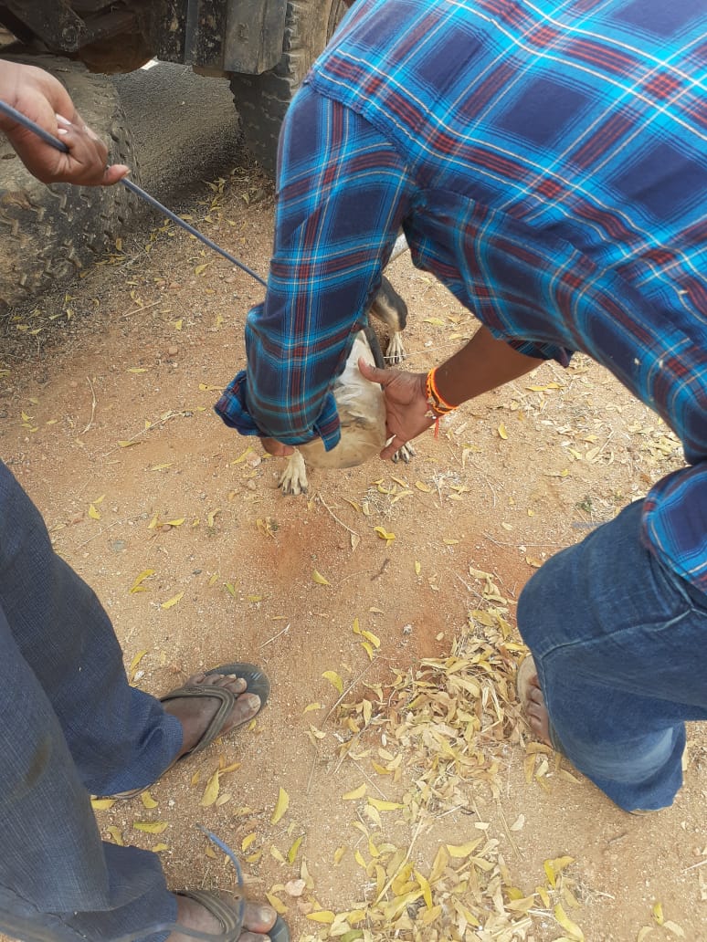 Dog with Plastic Bottle Stuck on Head! – Karuna Society for Animals and