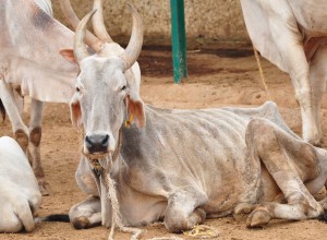 Old cows are able to die a natural and peaceful death at Karuna
