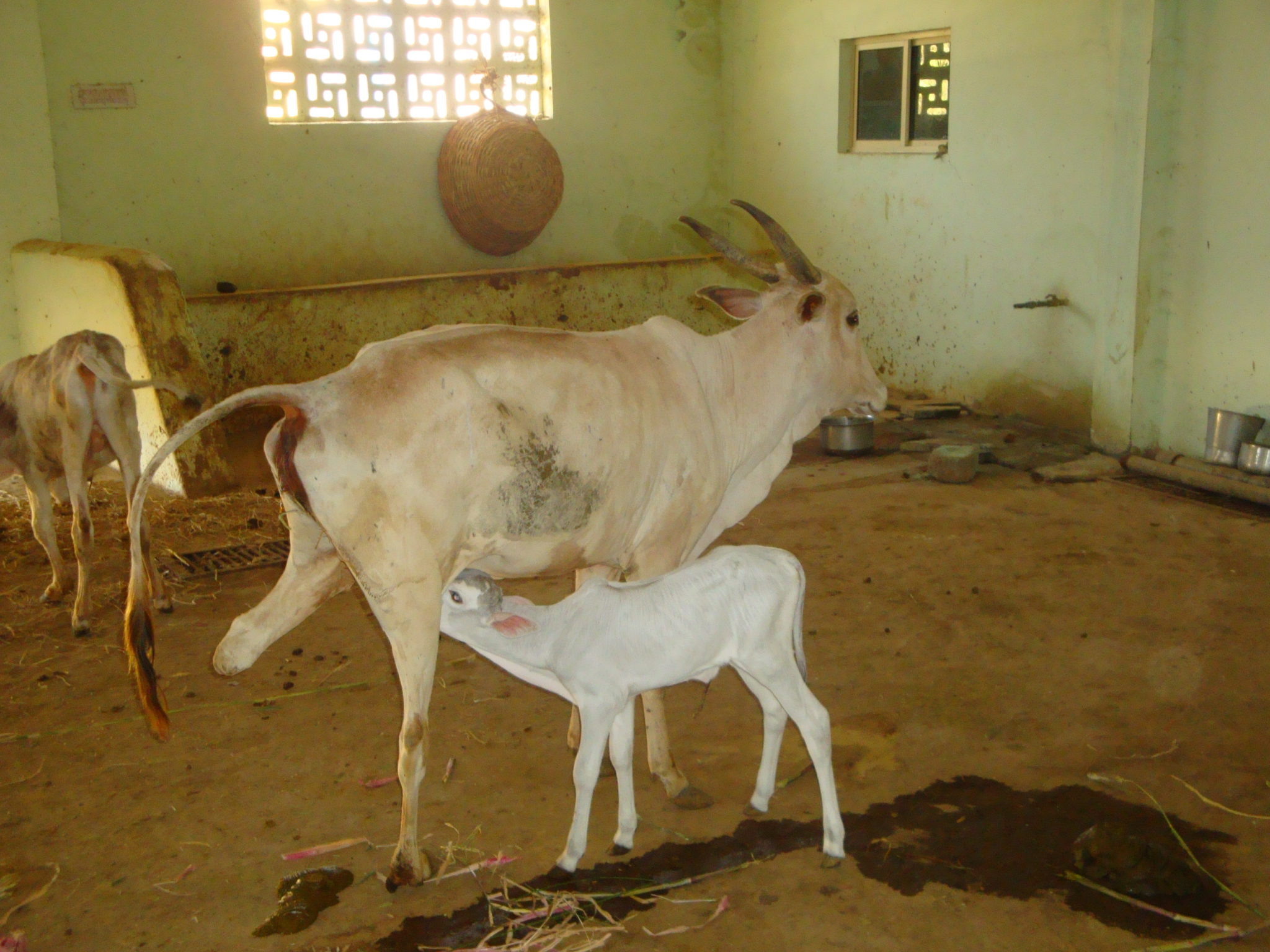 ThreeLegged Cow with Calf Karuna Society for Animals