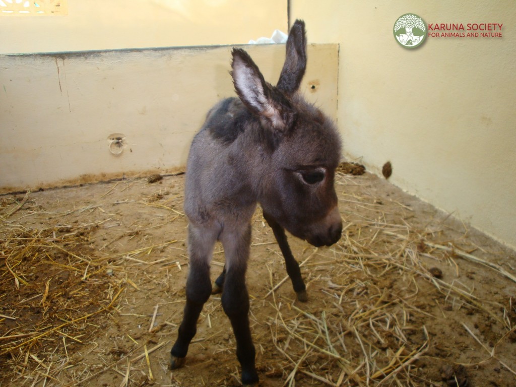 Donkey Baby