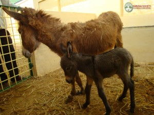 Donkey Disabled with Baby 2