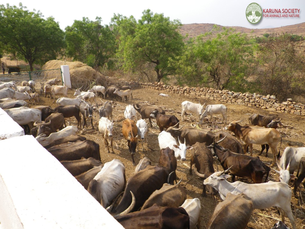 Cattle Feeding 1