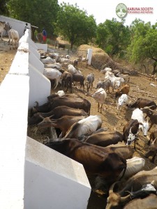 Cattle Feeding 2