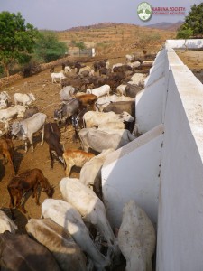 Cattle Feeding 3