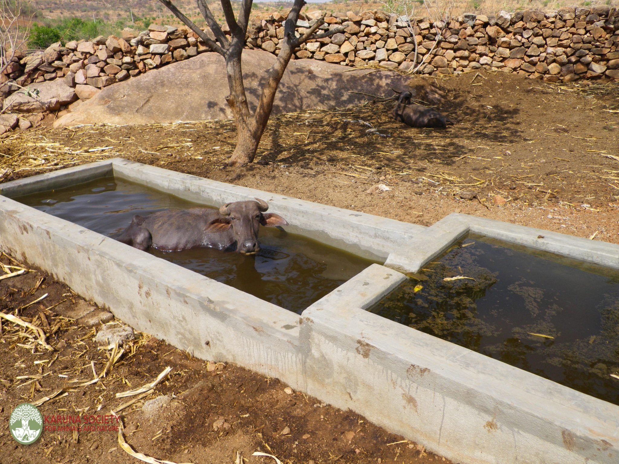 Bathtub – Karuna Society for Animals and Nature
