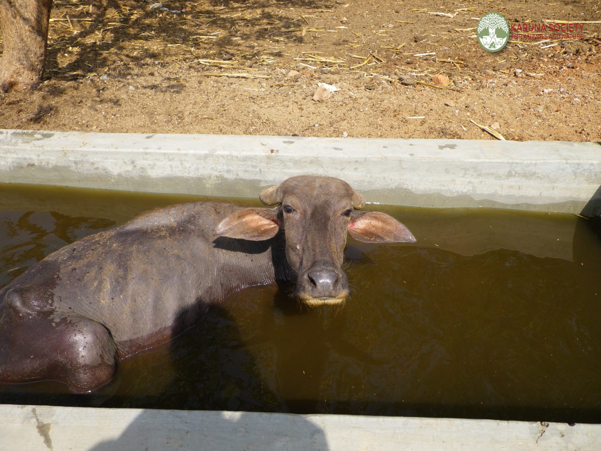Bathtub – Karuna Society for Animals and Nature