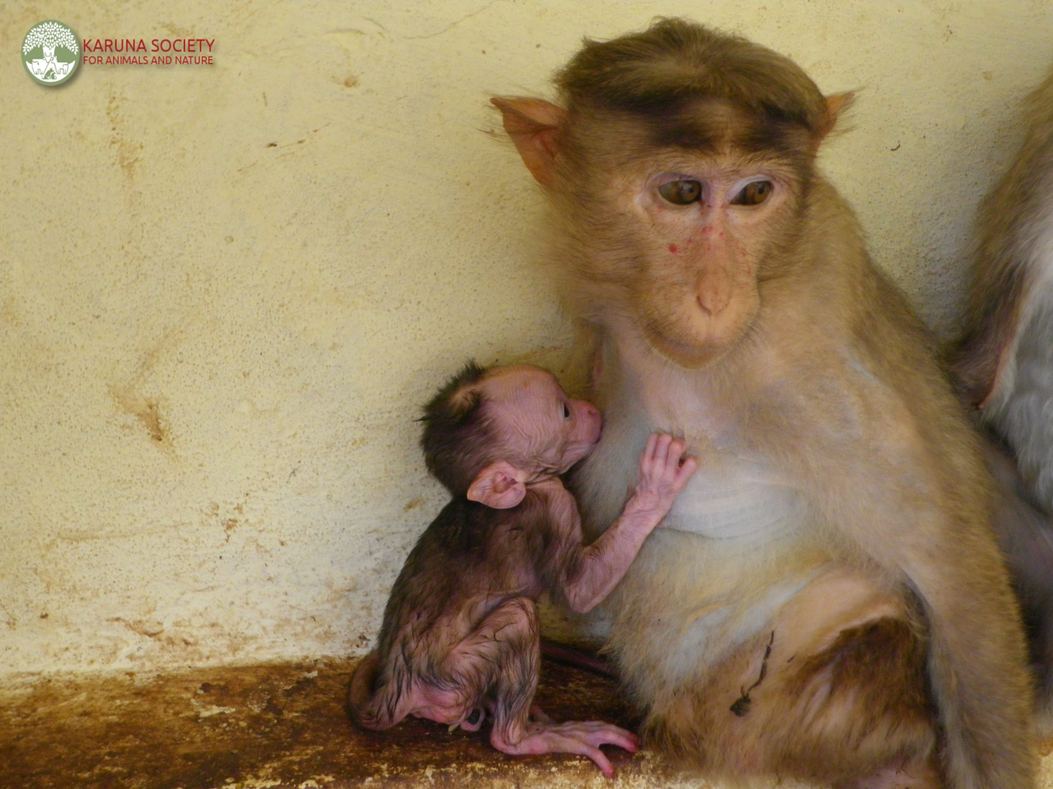 Monkey Okati's Baby – Karuna Society for Animals and Nature