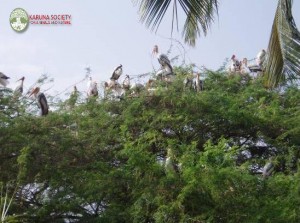 Storks 1