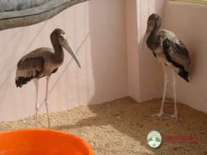 Storks 2