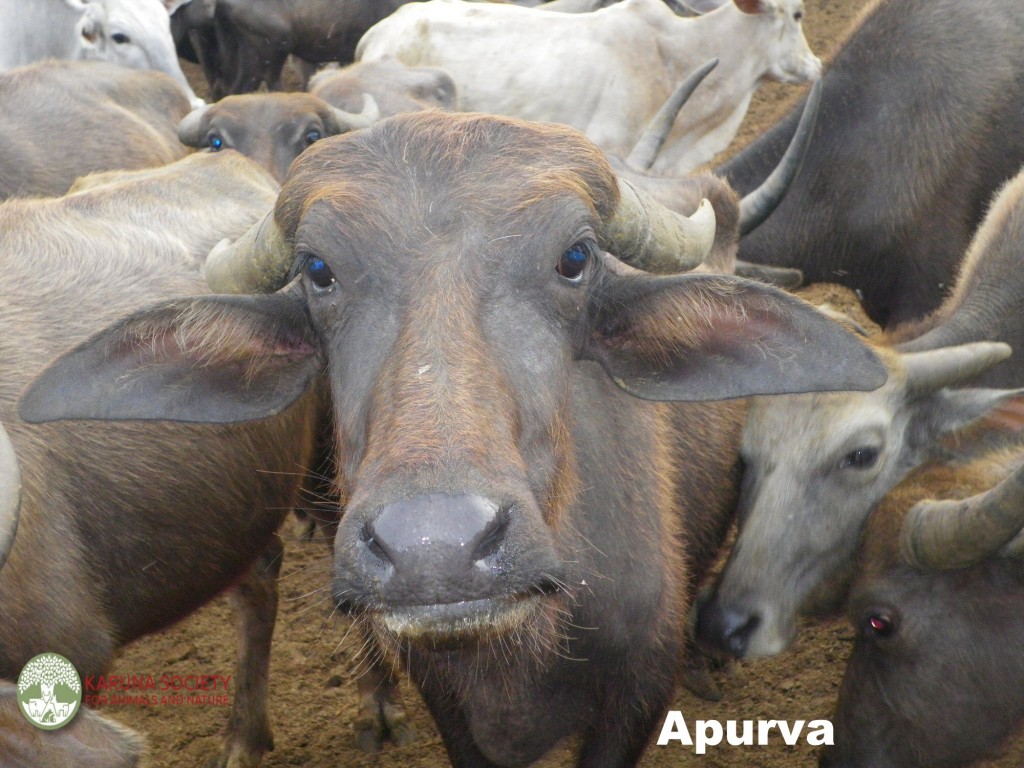 Buffaloes 7 - Apurva