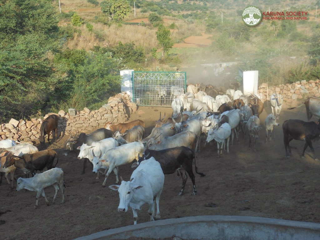 Cattle Back from Walk