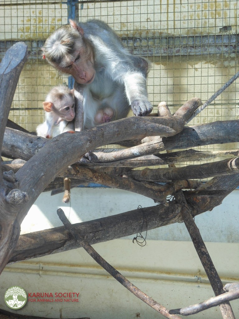 Monkeys Bonding 2