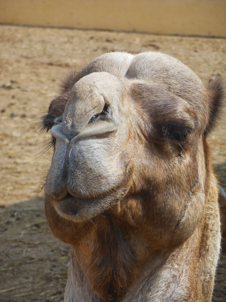 Camel Looking Pleased