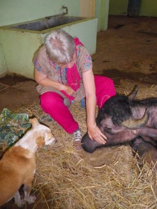 Clementien with Cattle and Dog 1