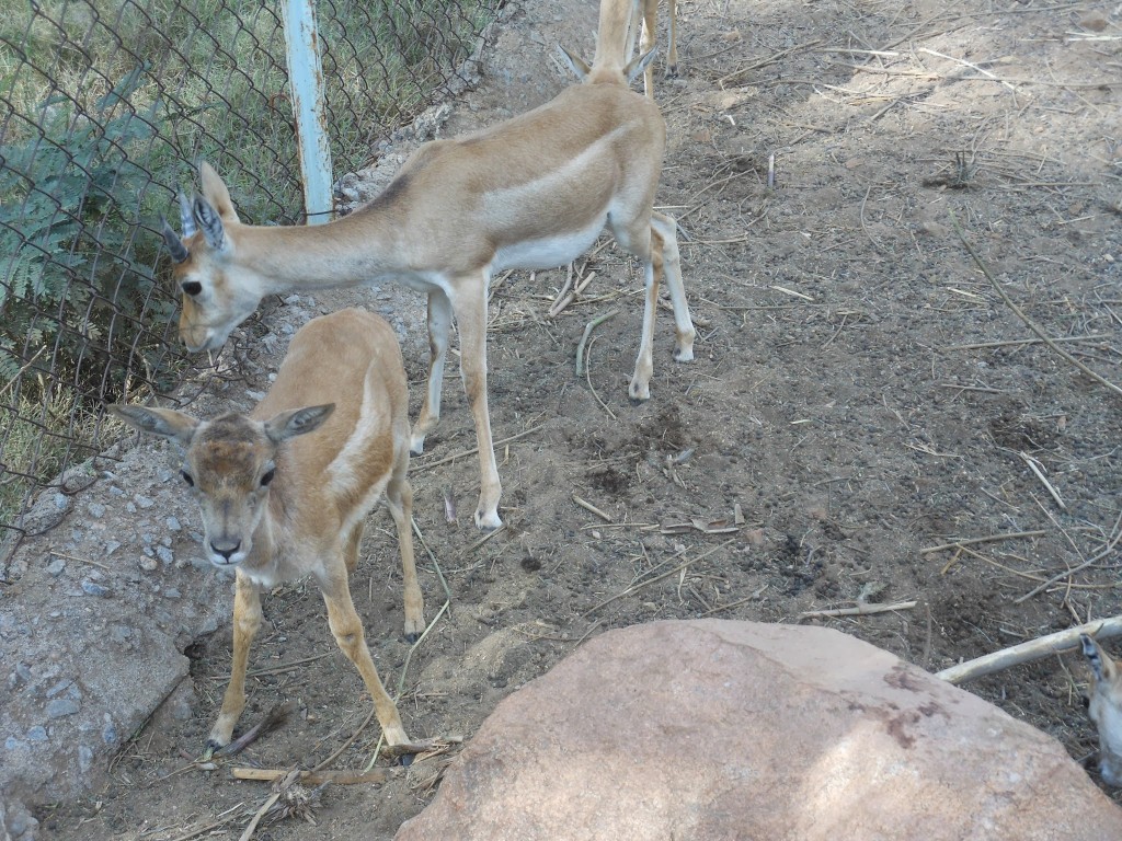 Deer Jan 2014