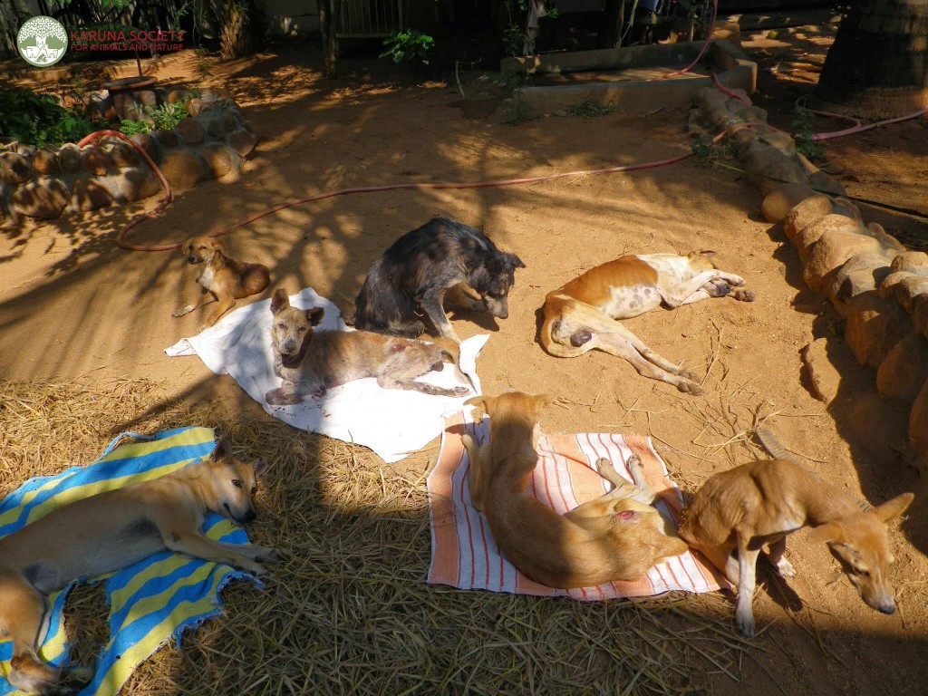 Dogs Sunning