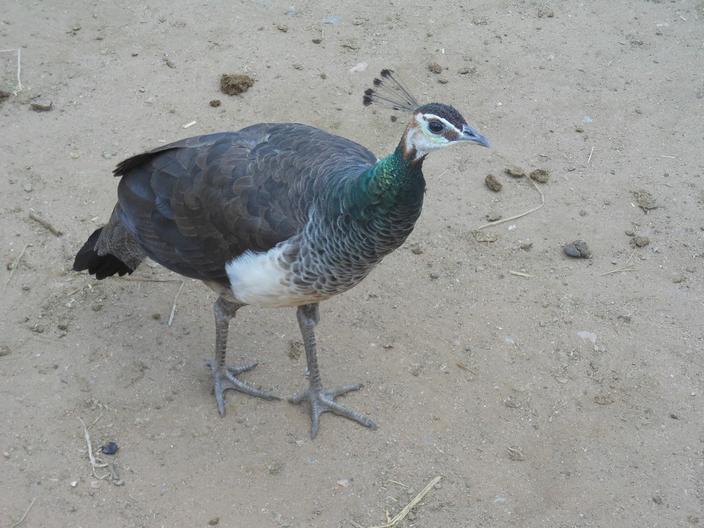 Peacock