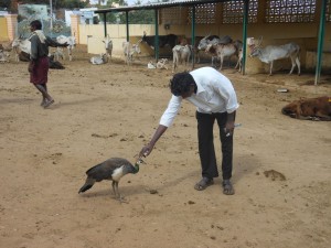 Peacock Narasimha 1