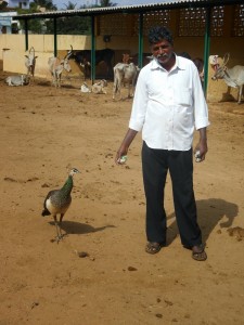 Peacock Narasimha 2