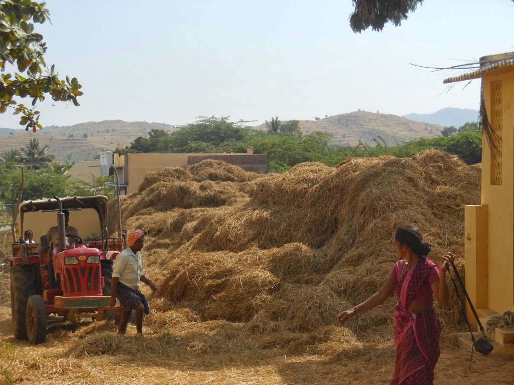 Stacking Hay