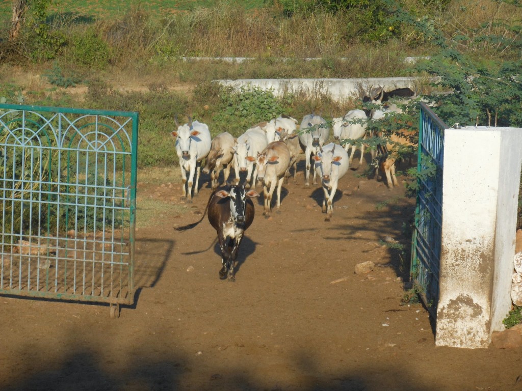 Cattle Returning