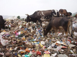 The Plastic Cow Project – Karuna Society for Animals and Nature