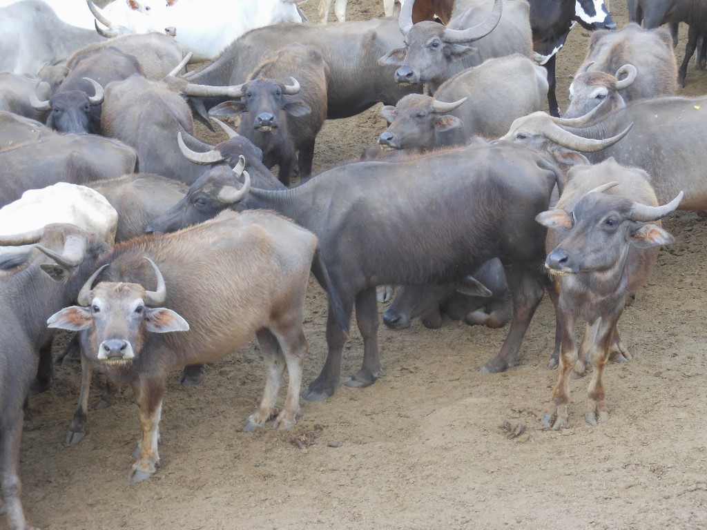 Buffaloes in a group