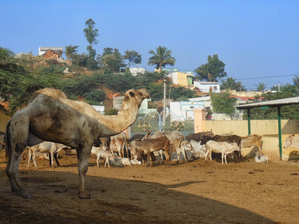 Camel with Cattle