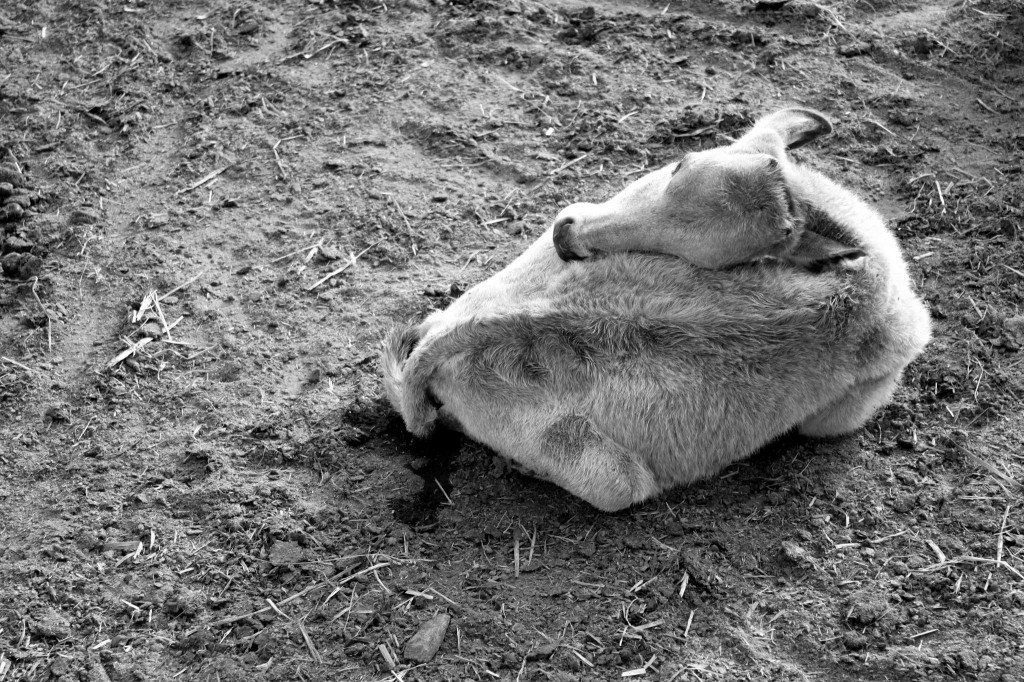 Cattle Yoga