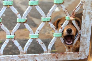 Dog Yawning