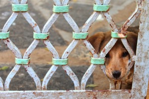 Dog looking out gate