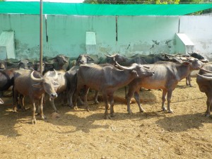 Feeding Troughs 2