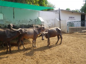 Feeding Troughs 3