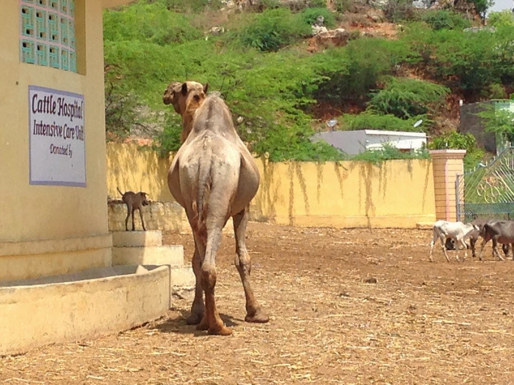 Camel Inspecting Cattle Hosptial