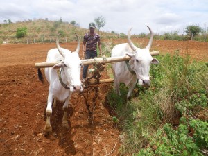 Cattle Farming 1