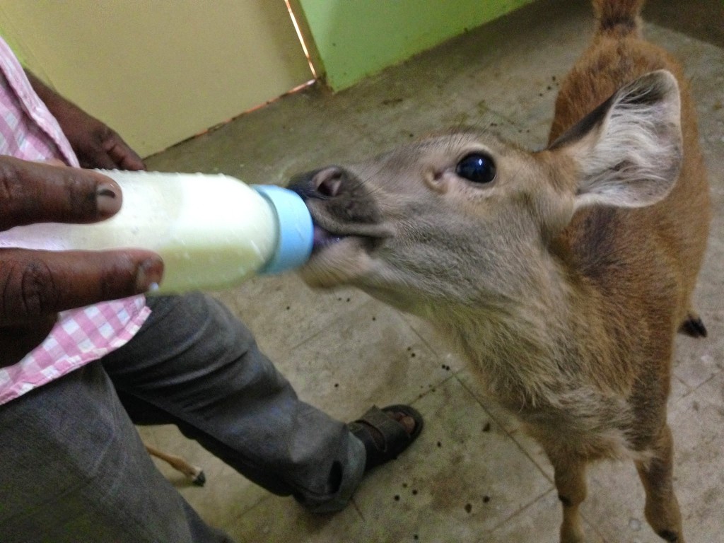 Deer with Milk Bottle