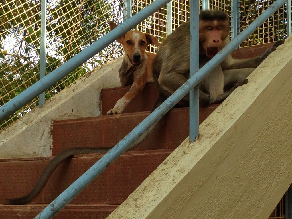 Dog and Monkey Together