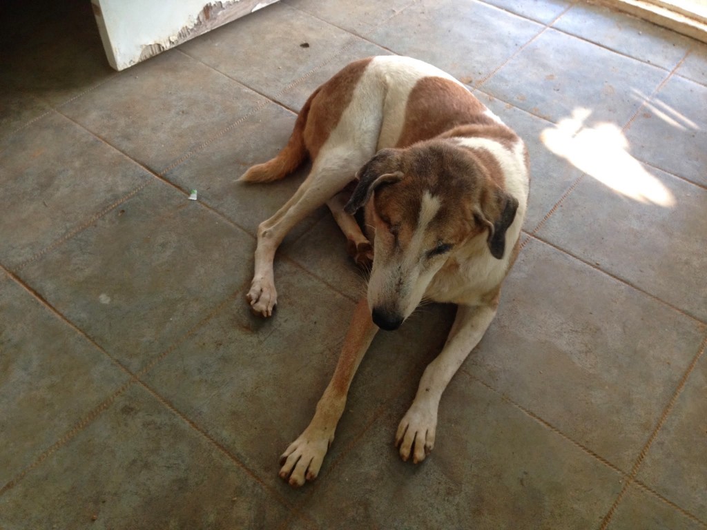 Dog in Karuna