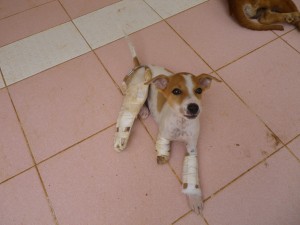 Puppy injured legs 2