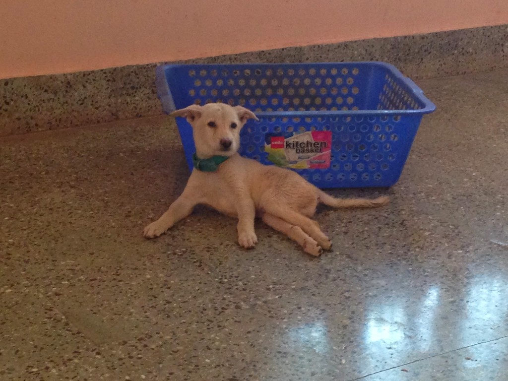 Puppy by basket