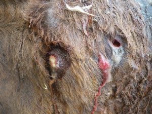 donkey with wounds_28112014 (2)