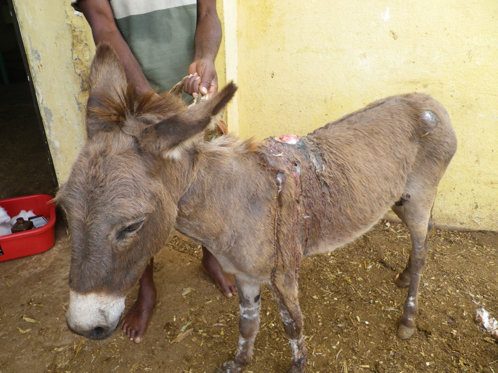 donkey with wounds_28112014 (6)