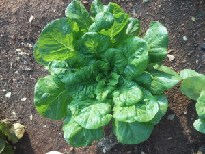 Garden Lettuce
