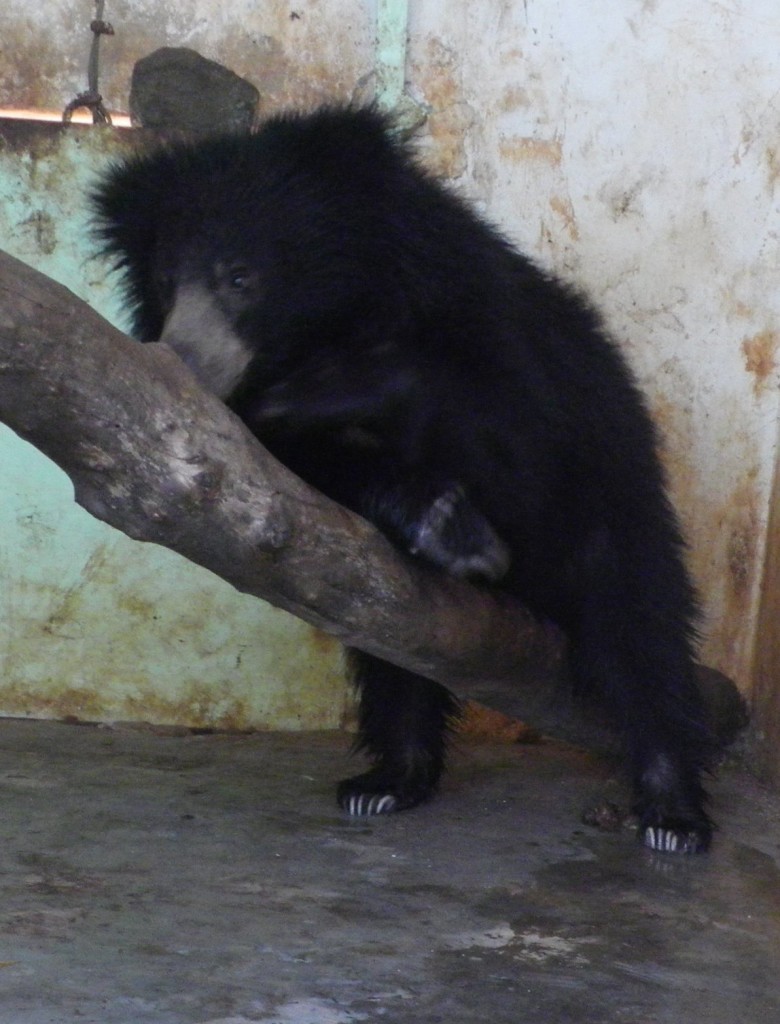 Sloth bear Giri 1