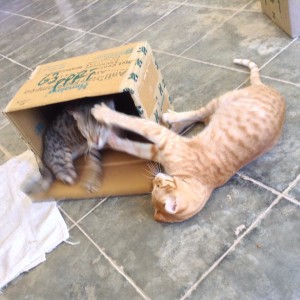 Cats in Cardboard Boxes 3