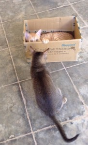 Cats in Cardboard Boxes 4