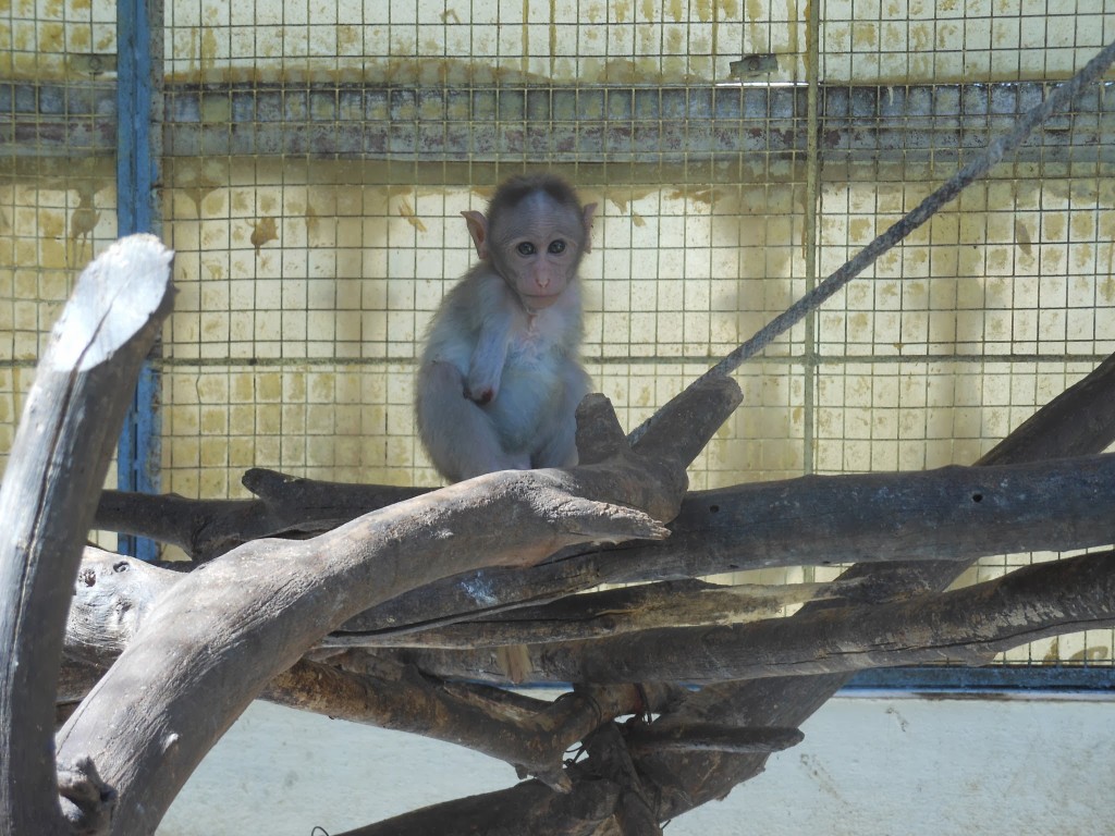 Monkey with Missing Arm